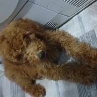 Poodle(Standart Kaniş), Köpek  Linda fotoğrafı