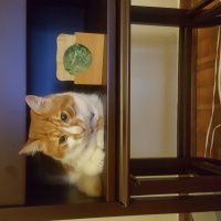 Sarman, Kedi  Miniş fotoğrafı