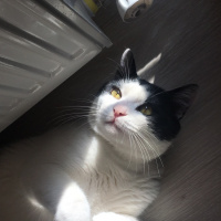 Tuxedo (Smokin) Kedi, Kedi  Arın fotoğrafı