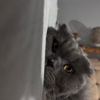 Scottish Fold, Kedi  Porsuk fotoğrafı