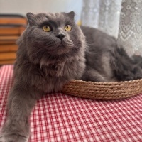Scottish Fold, Kedi  Porsuk fotoğrafı