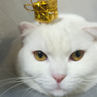 British Shorthair, Kedi  Casper fotoğrafı