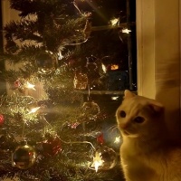 British Shorthair, Kedi  Casper fotoğrafı