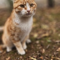 British Shorthair, Kedi  Casper fotoğrafı