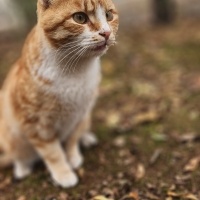 British Shorthair, Kedi  Casper fotoğrafı