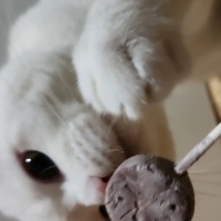 British Shorthair, Kedi  Casper fotoğrafı