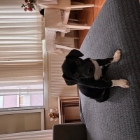 Jack Russell Terrier, Köpek  Cino fotoğrafı