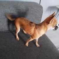 Chihuahua, Köpek  Gofret fotoğrafı