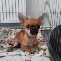 Chihuahua, Köpek  Gofret fotoğrafı