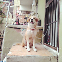 Golden Retriever, Köpek  boncuk fotoğrafı