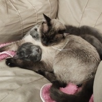 Siyam Kedisi, Kedi  Lotus fotoğrafı