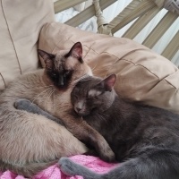 Siyam Kedisi, Kedi  Lotus fotoğrafı