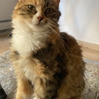 Norwegian Forest, Kedi  Armut fotoğrafı