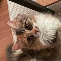 Norwegian Forest, Kedi  Armut fotoğrafı