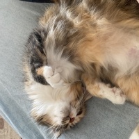 Norwegian Forest, Kedi  Armut fotoğrafı