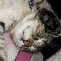 Tekir Kedi, Kedi  Cosmic  fotoğrafı