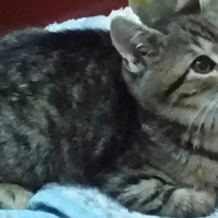 Tekir Kedi, Kedi  Cosmic  fotoğrafı