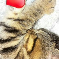 Tekir Kedi, Kedi  Cosmic  fotoğrafı