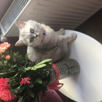 British Shorthair, Kedi  Maya fotoğrafı