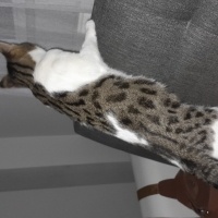 Tekir Kedi, Kedi  Ares fotoğrafı