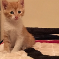Tekir Kedi, Kedi  Sarıman fotoğrafı