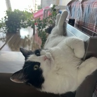 Tuxedo (Smokin) Kedi, Kedi  PAMUK fotoğrafı