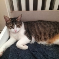 Tekir Kedi, Kedi  Manolya fotoğrafı