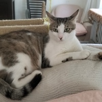 Tekir Kedi, Kedi  Peri fotoğrafı