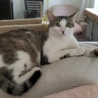 Tekir Kedi, Kedi  Peri fotoğrafı