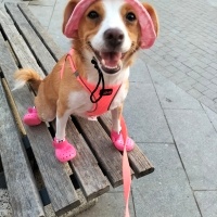 Jack Russell Terrier, Köpek  Petek fotoğrafı