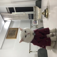 British Shorthair, Kedi  Pofi fotoğrafı