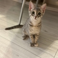 Tekir Kedi, Kedi  Bihter fotoğrafı