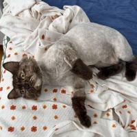 British Shorthair, Kedi  Böcek fotoğrafı