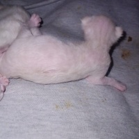 Siyam Kedisi, Kedi  Siyam kedisi 3 günlüktür 7. haftadan teslimat fotoğrafı