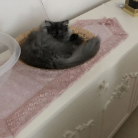 İran Kedisi (Persian), Kedi  duman fotoğrafı