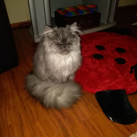 İran Kedisi (Persian), Kedi  duman fotoğrafı