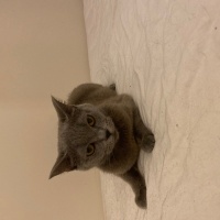 British Shorthair, Kedi  Prenses fotoğrafı