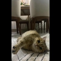k1358751 kullanıcısının #236064 peti