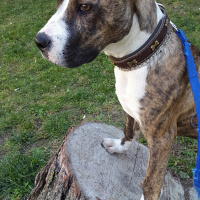 Cane Corso Italiano, Köpek  Thor fotoğrafı