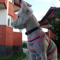 West Highland White Terrier, Köpek  Gofret fotoğrafı