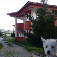 West Highland White Terrier, Köpek  Gofret fotoğrafı