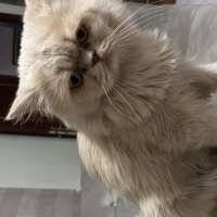 İran Kedisi (Persian), Kedi  Latte fotoğrafı