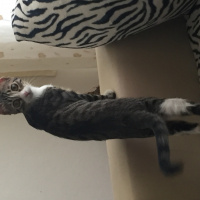 Tekir Kedi, Kedi  Güllaç fotoğrafı