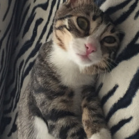 Tekir Kedi, Kedi  Güllaç fotoğrafı