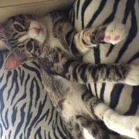 Tekir Kedi, Kedi  Güllaç fotoğrafı