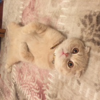 Scottish Fold, Kedi  Mylo fotoğrafı