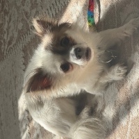 Pappilon, Köpek  Haçi fotoğrafı