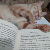 Tekir Kedi, Kedi  Drakula fotoğrafı