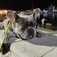 Fransız Bulldog, Köpek  Rıfkı fotoğrafı