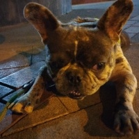 Fransız Bulldog, Köpek  Rıfkı fotoğrafı